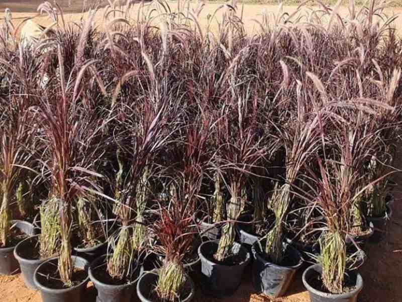 Capim dos Texas, grama para jardim, pedriscos, terra preta adubada, terra vegetal preta adubada, sacos de terra adubada