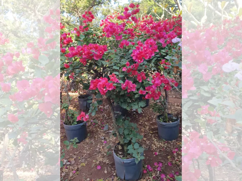 Flor Primavera, Plantas para Jardinagem na Compre Terra, Terra Preta Adubada, Gramas e Vasos para Jardinagem SP