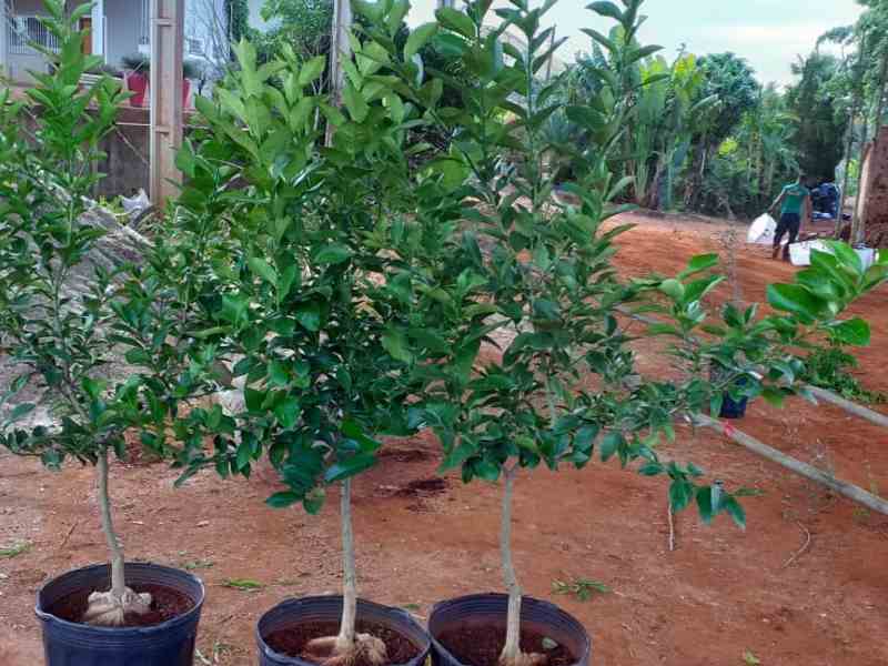 Frutíferas, grama para jardim, pedriscos, terra preta adubada, terra vegetal preta adubada, sacos de terra adubada