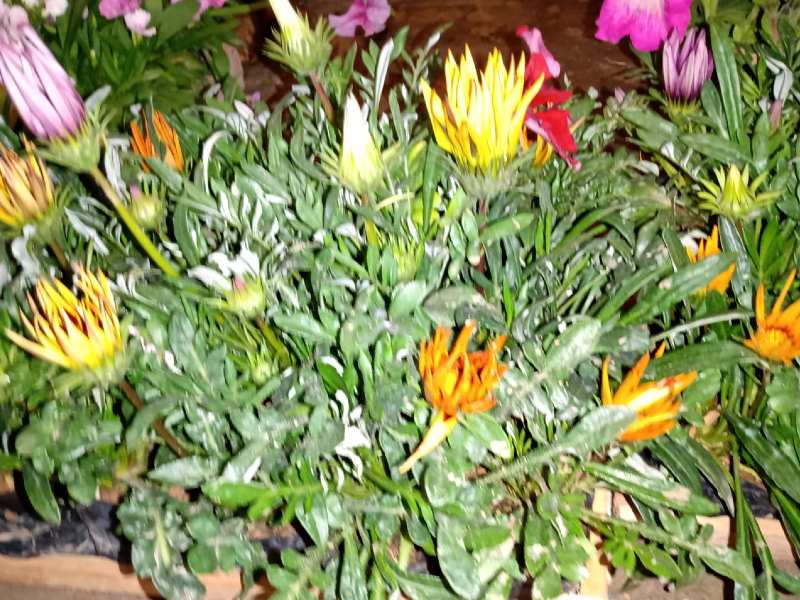 Gazânia, Temos Cachepo de todos os tamanhos, Plantas para Jardinagem na Compre Terra, Terra Preta Adubada, Gramas e Vasos para Jardinagem SP