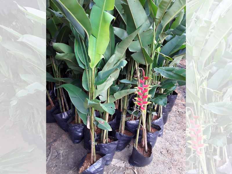 Heliconia Rostrata, terra preta adubada, terra vegetal preta adubada, sacos de terra adubada