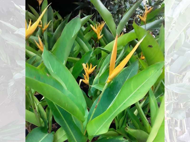 Heliconia, terra preta adubada, terra vegetal preta adubada, sacos de terra adubada