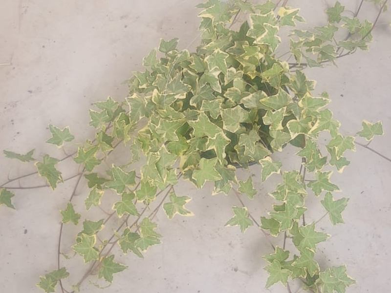 Hera Variegata, Plantas para Jardinagem na Compre Terra, Terra Preta Adubada, Gramas e Vasos para Jardinagem SP