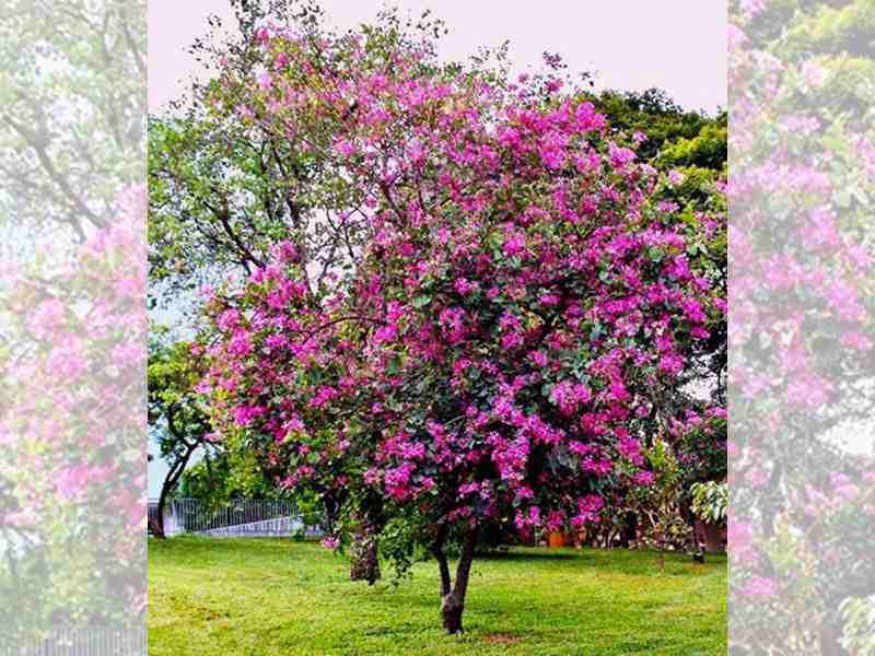 Pata de Vaca, grama para jardim, pedriscos, terra preta adubada, terra vegetal preta adubada, sacos de terra adubada
