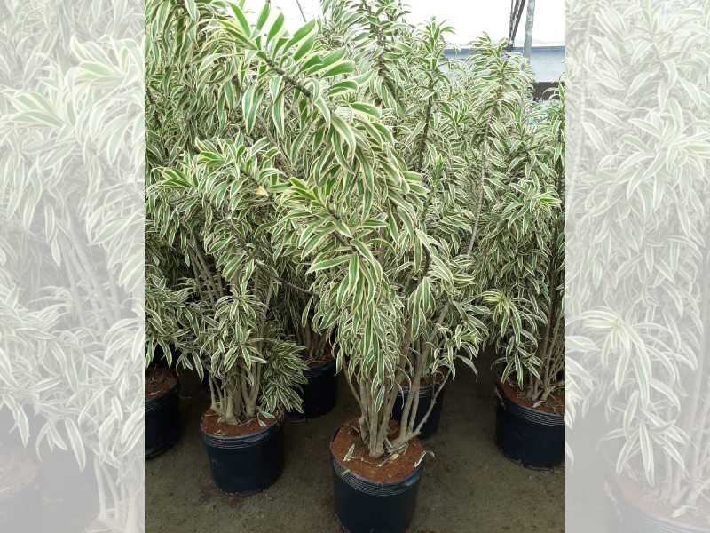 Terra Preta Adubada, Gramas e Vasos para Jardinagem SP