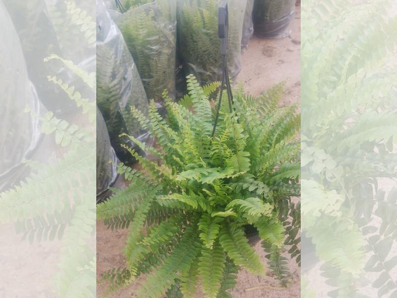 Samambaia Mini Americana, Plantas para Jardinagem na Compre Terra, Terra Preta Adubada, Gramas e Vasos para Jardinagem SP