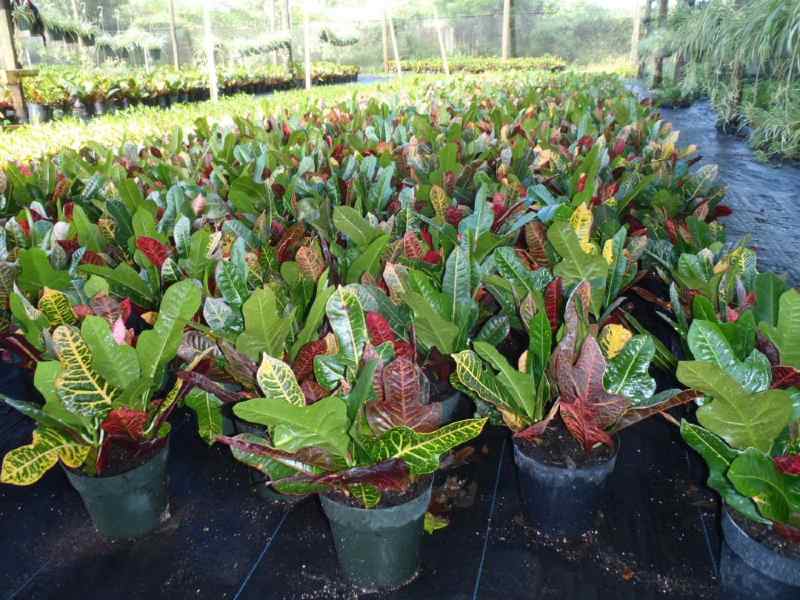 gramas para jardim, terra preta adubada, terra vegetal preta adubada, sacos de terra adubada, croton