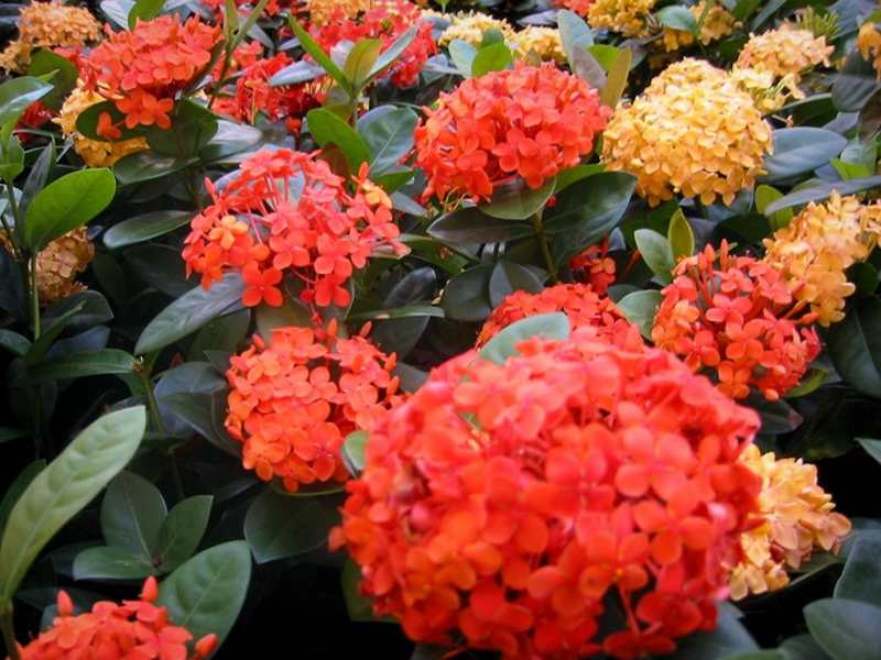 gramas, pedriscos, mini ixoria, terra preta adubada, terra vegetal preta adubada, sacos de terra adubada