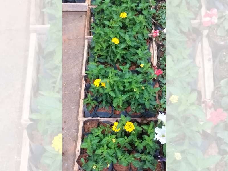 lantana amarela caixas, grama para jardim, pedriscos, terra preta adubada, terra vegetal preta adubada, sacos de terra adubada
