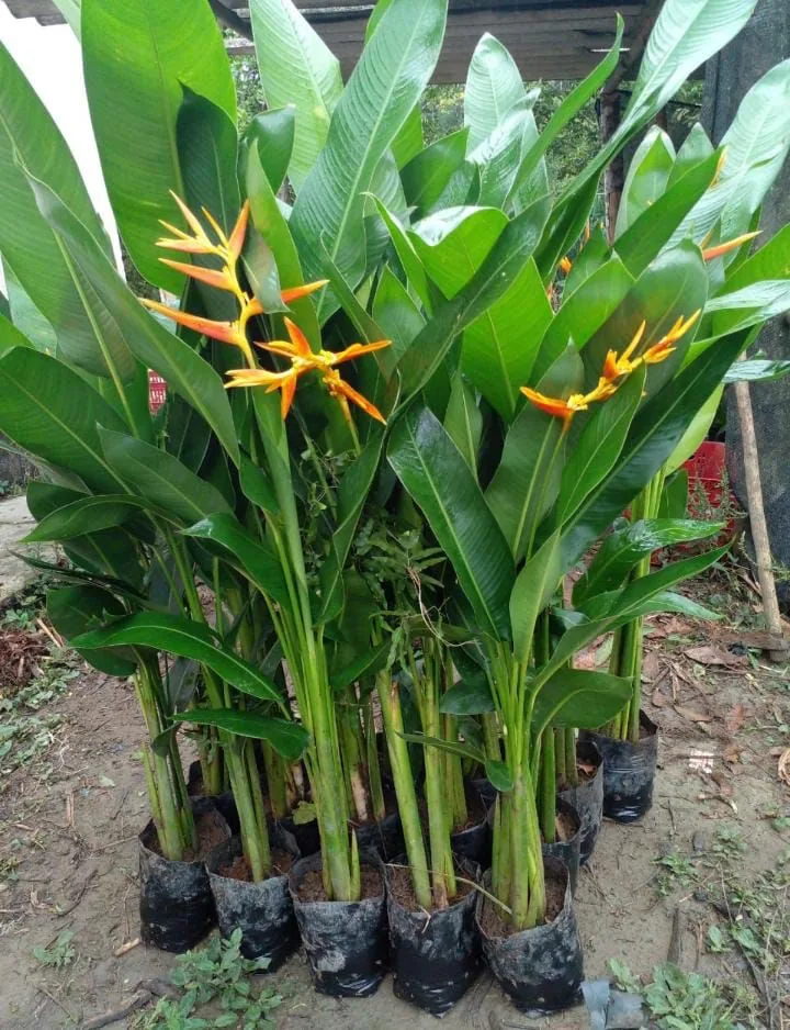 Helicônia nikeriense (Heliconia × nickeriensis) — Compre Terra