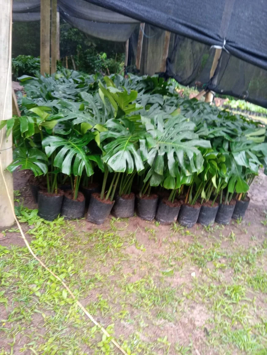 Costela-de-adão (Monstera deliciosa) no viveiro — Compre Terra
