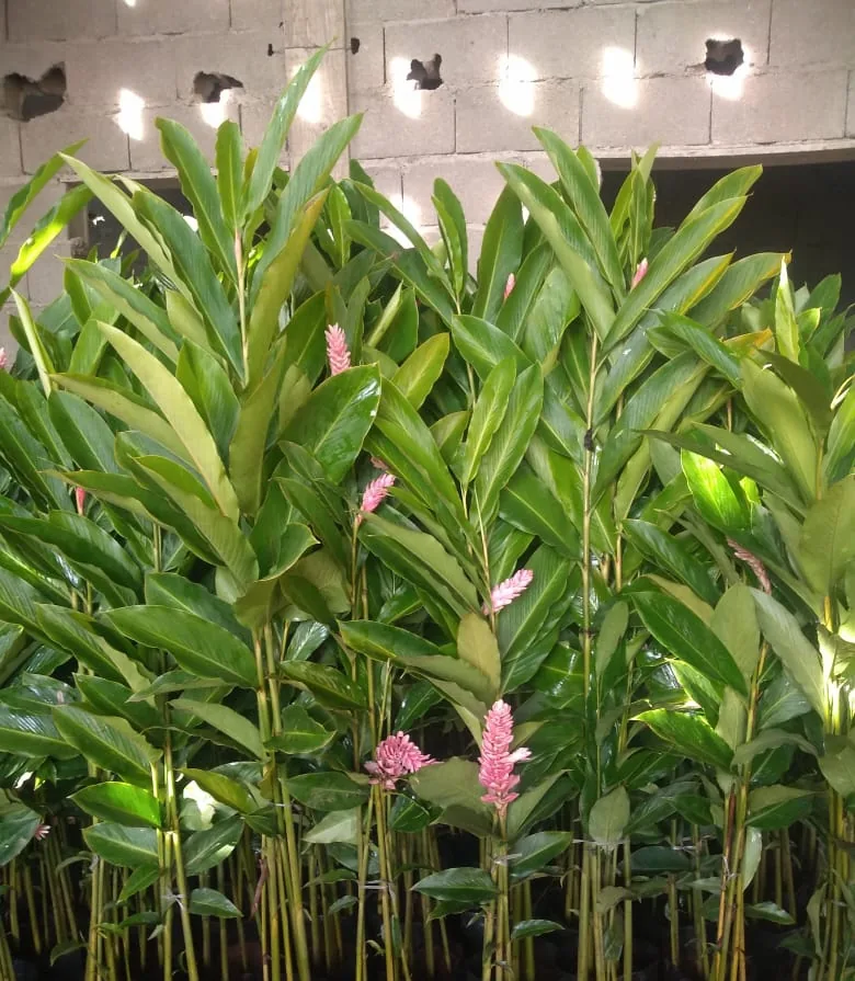 Alpinia rosa (Alpinia purpurata) — Compre Terra