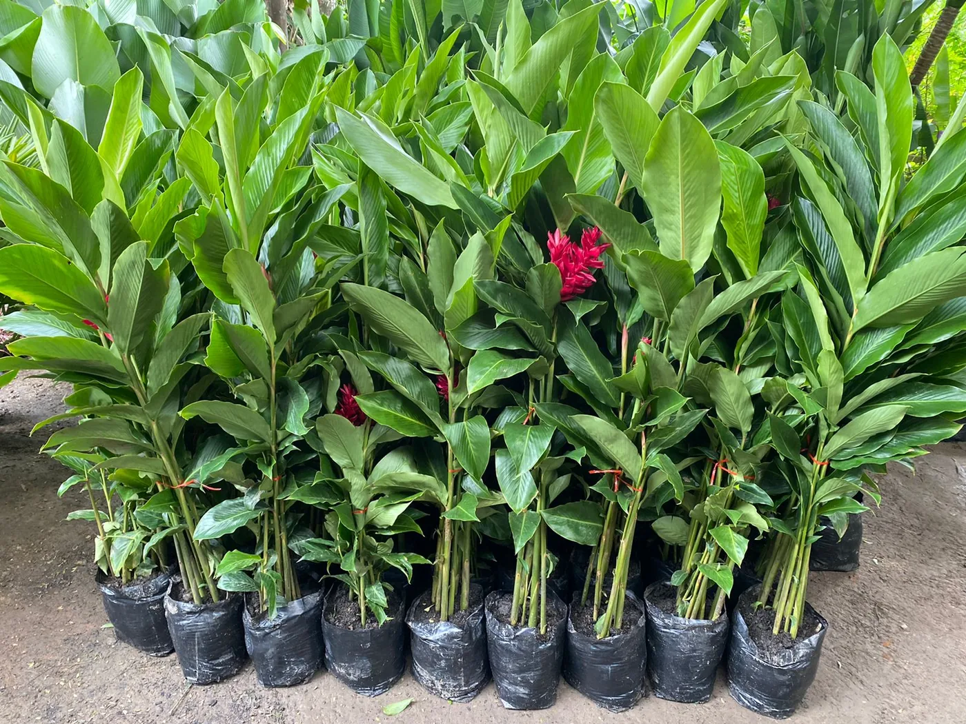 Alpinia purpurata vermelha — Compre Terra