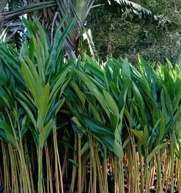 Alpinia nutans, também chamada colônia — Compre Terra
