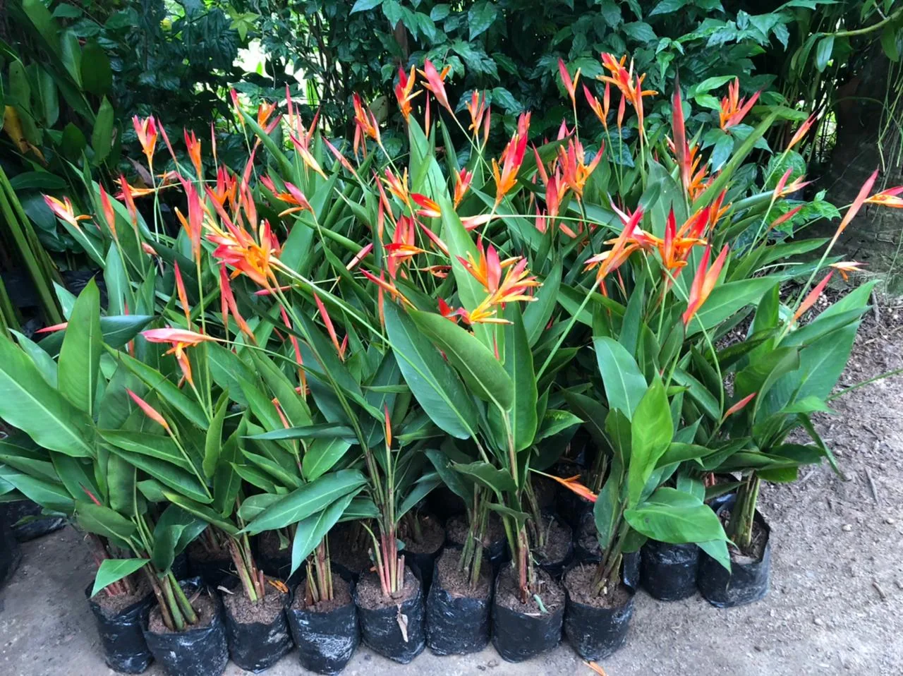 Helicônia psittacorum florida — Compre Terra