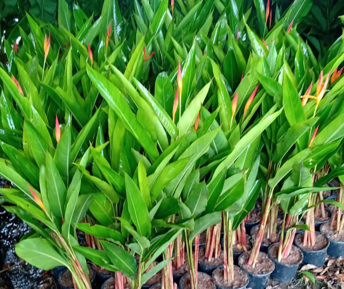 Helicônia psittacorum — Compre Terra
