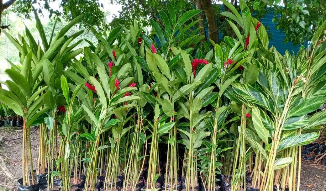 Alpinia vermelha (Alpinia purpurata) — Compre Terra