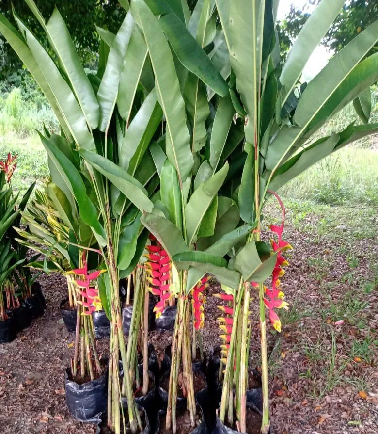 Helicônia rostrata — Compre Terra
