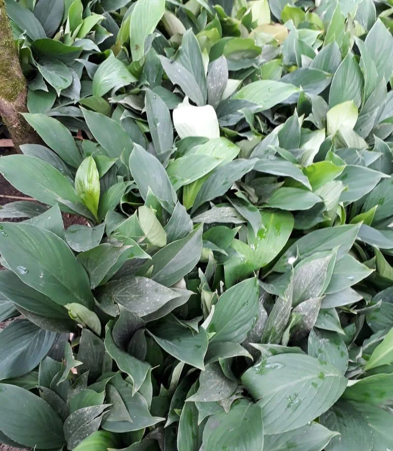 Lírio-de-cheiro (Hedychium, lírio-do-brejo) — Compre Terra