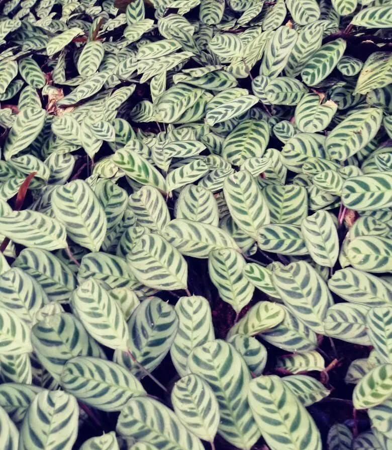 Maranta Burle Marx (Ctenanthe burle-marxii) — Compre Terra
