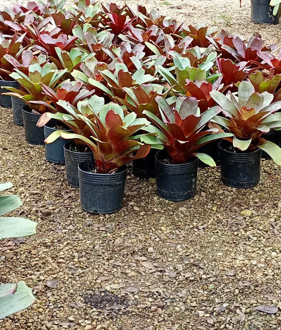 Bromélia imperial (Neoregelia) — Compre Terra