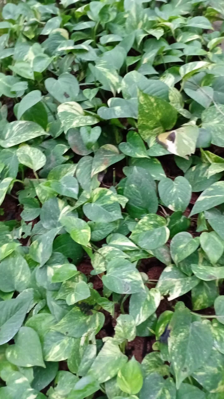 Jibóia (Epipremnum aureum) em canteiro — Compre Terra