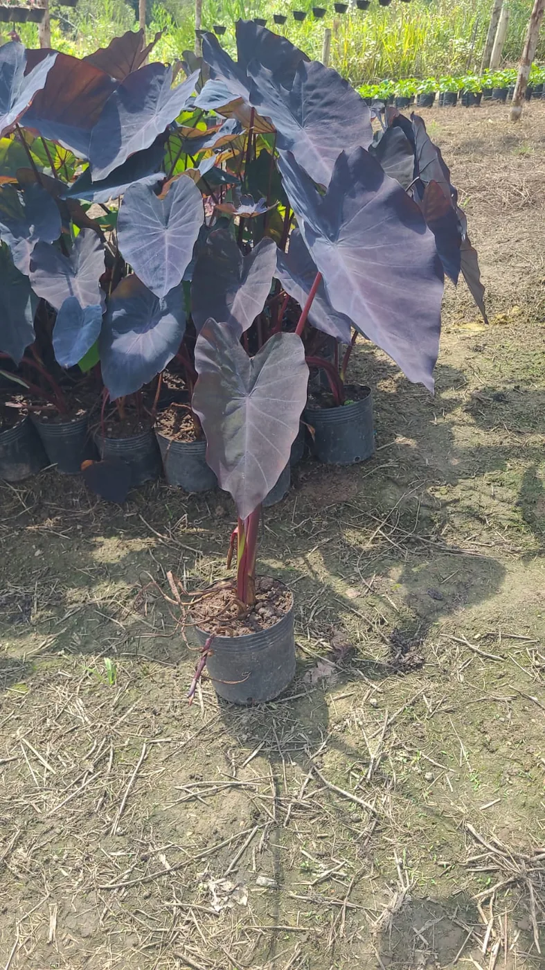 Orelha-de-elefante preta (Colocasia Black Magic) — Compre Terra