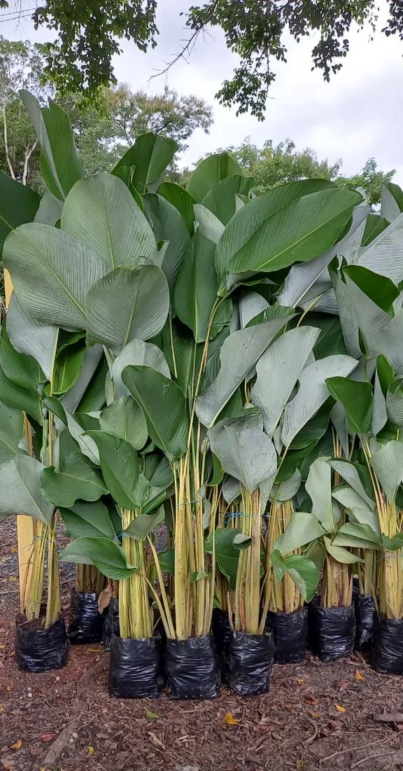 Charuto (Calathea lutea) — Compre Terra
