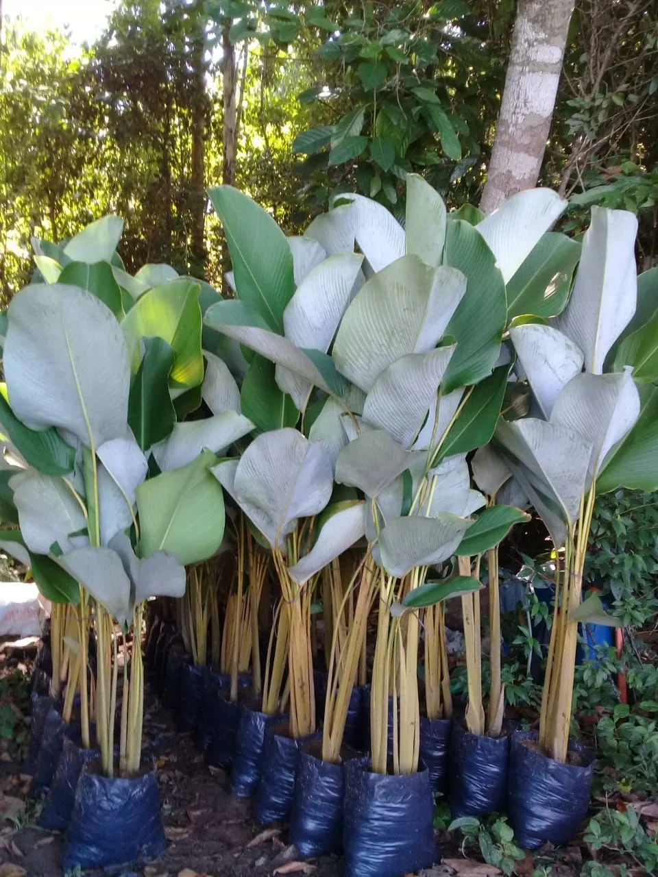 Charuto em mudas (Calathea lutea) — Compre Terra