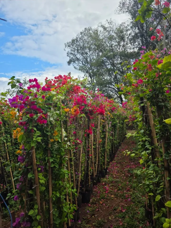 Primavera (Bougainvillea, buganvília) — Compre Terra