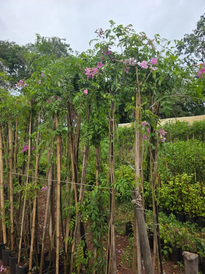 Sete-léguas (Podranea ricasoliana) — Compre Terra