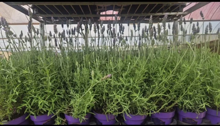 Lavanda (Lavandula) em vasos — Compre Terra