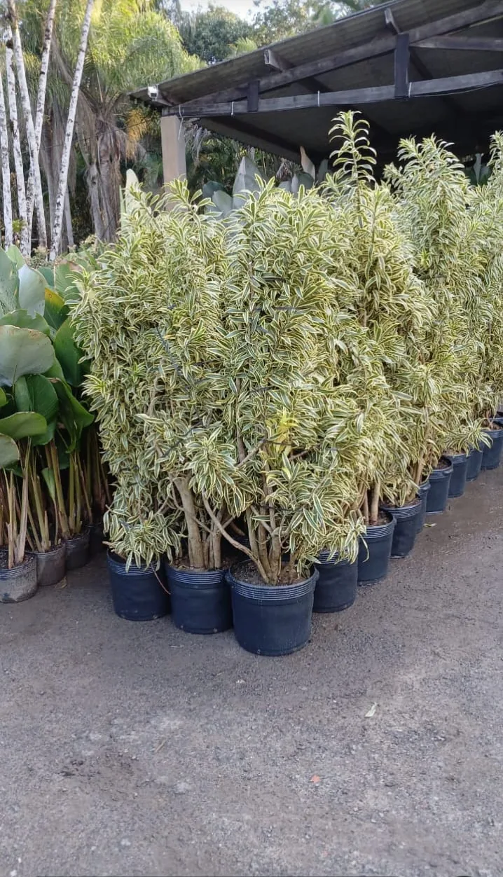 Pleomele variegata (Dracaena reflexa) — Compre Terra