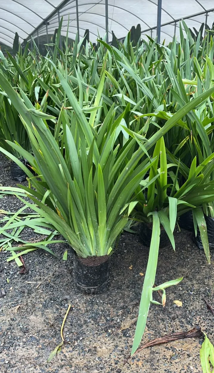 Íris-da-praia (Neomarica candida) — Compre Terra