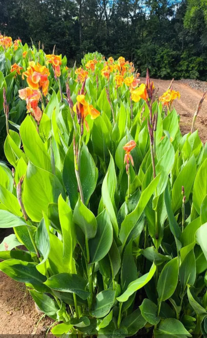 Cana-da-índia (Canna indica) — Compre Terra