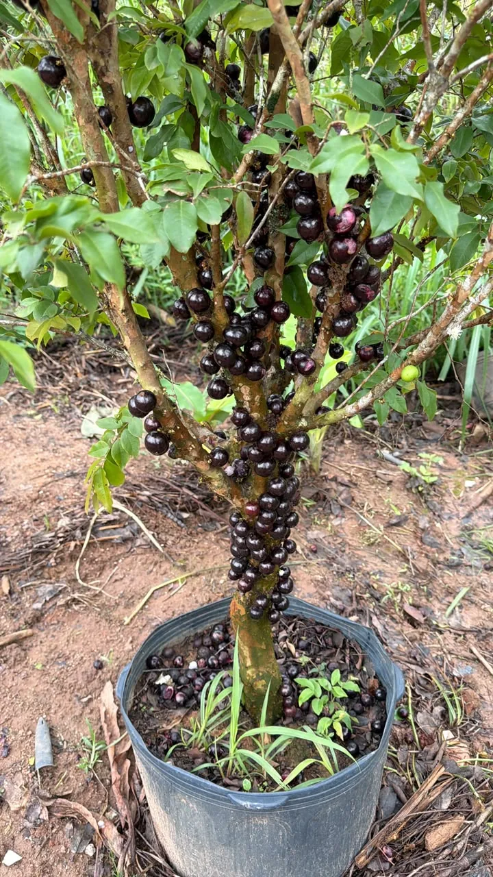 Jabuticabeira com frutos maduros no tronco — Compre Terra