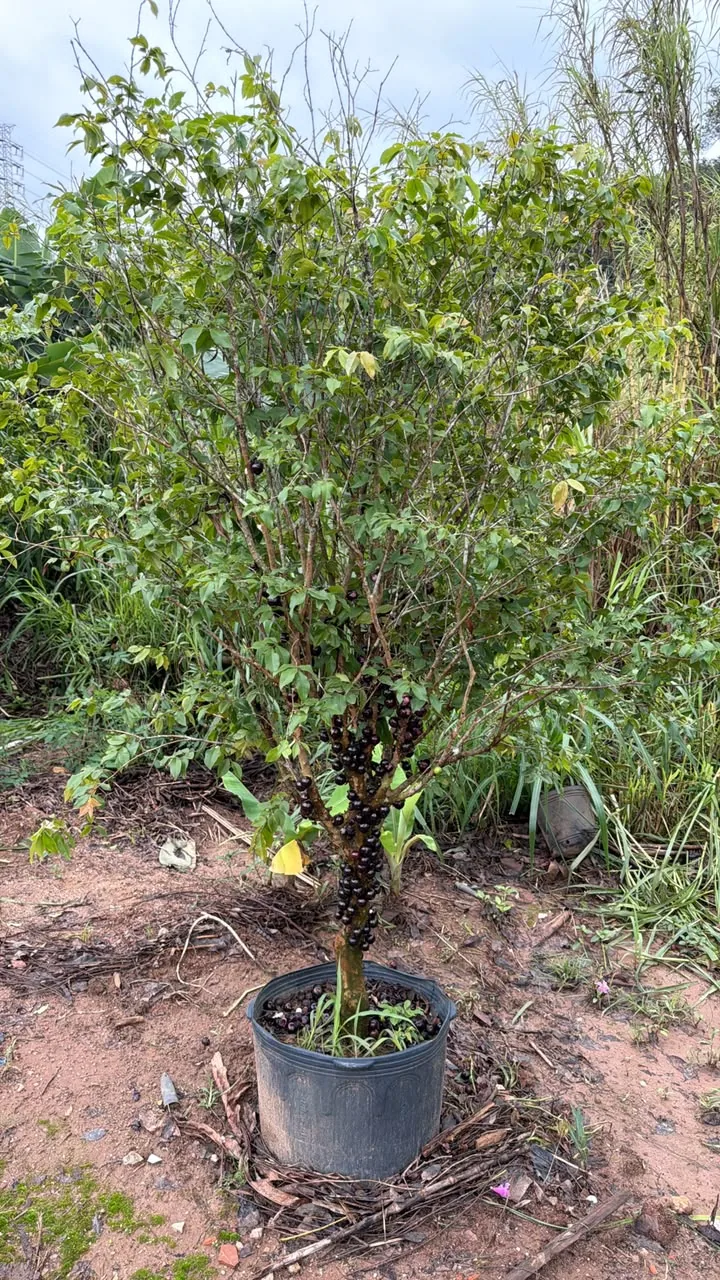Jabuticabeira em vaso com frutos — Compre Terra