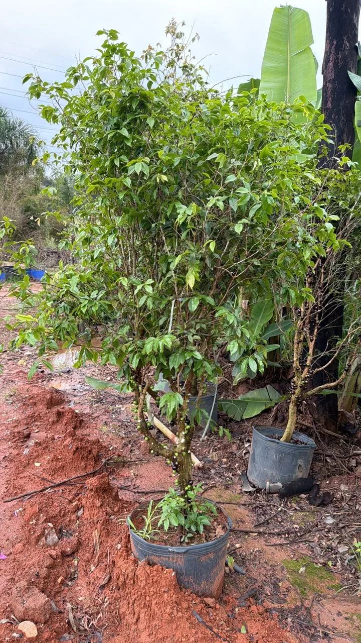 Jabuticabeiras em vasos no viveiro — Compre Terra