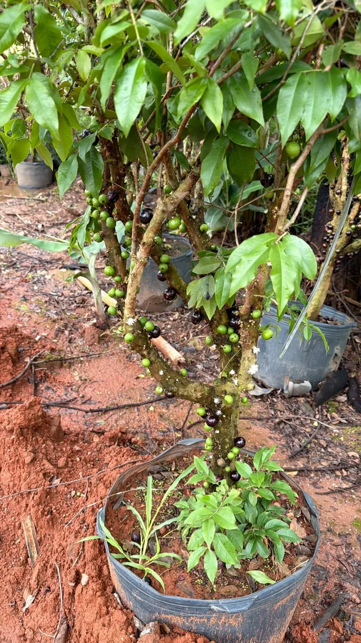 Jabuticabeira com frutos verdes e maduros — Compre Terra