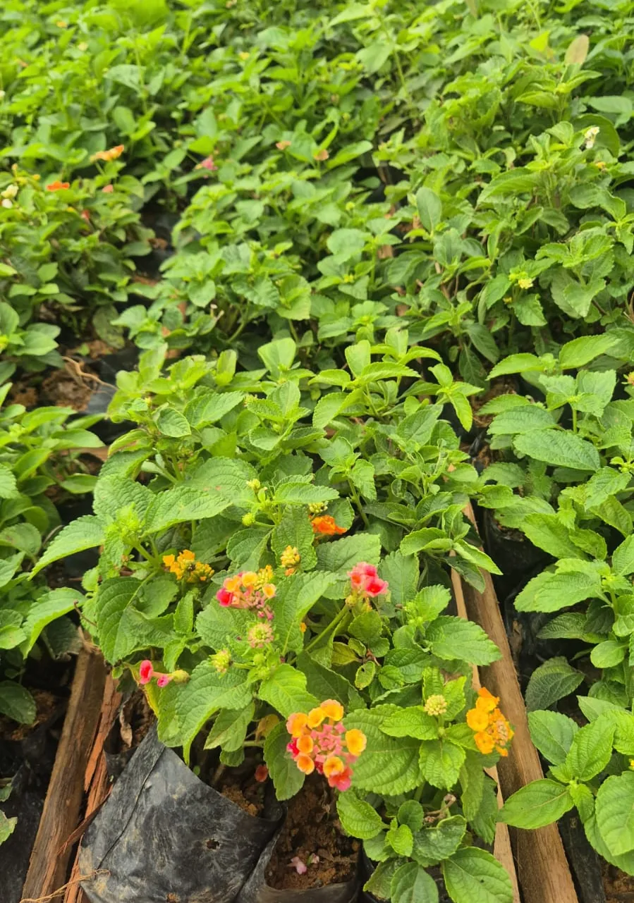 Lantana em mudas — Compre Terra