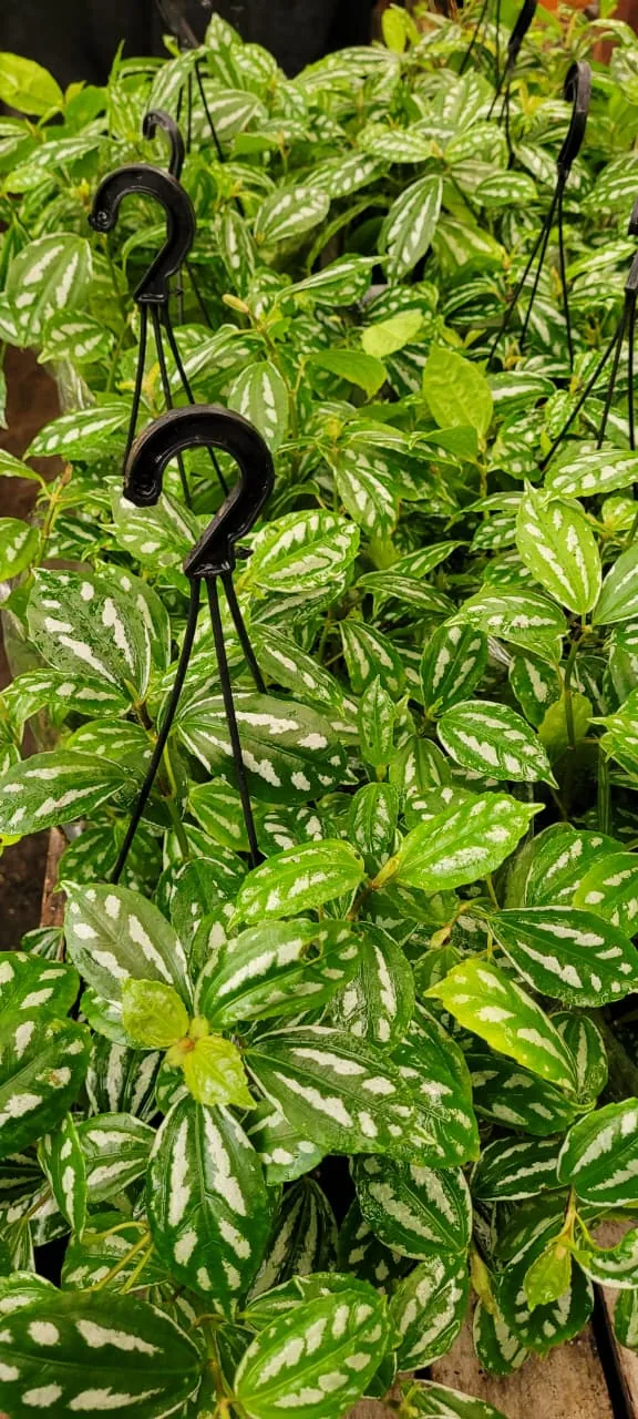 Planta alumínio (Pilea) — Compre Terra