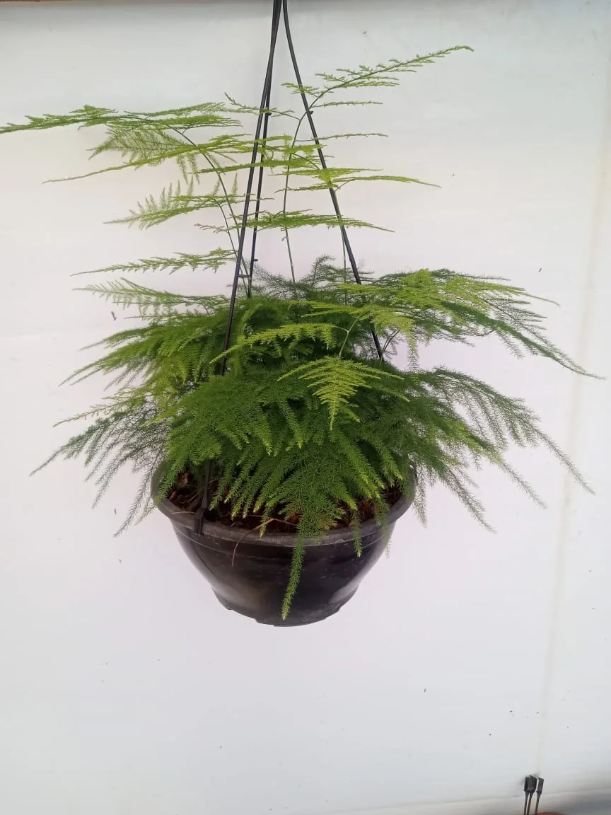 Aspargo-pluma pendente — Compre Terra