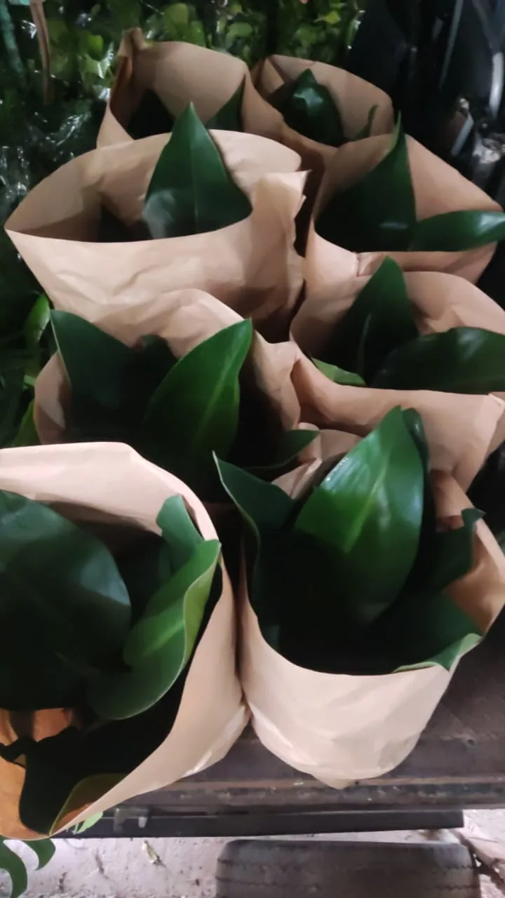 Aspidistra — Compre Terra