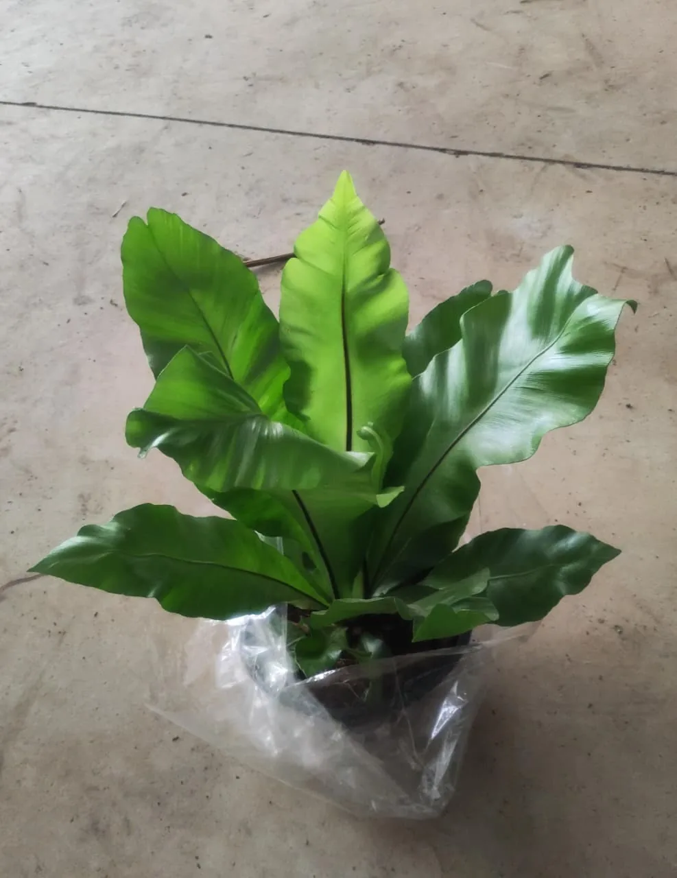 Asplênio (samambaia ninho-de-passarinho) para jardinagem — Compre Terra
