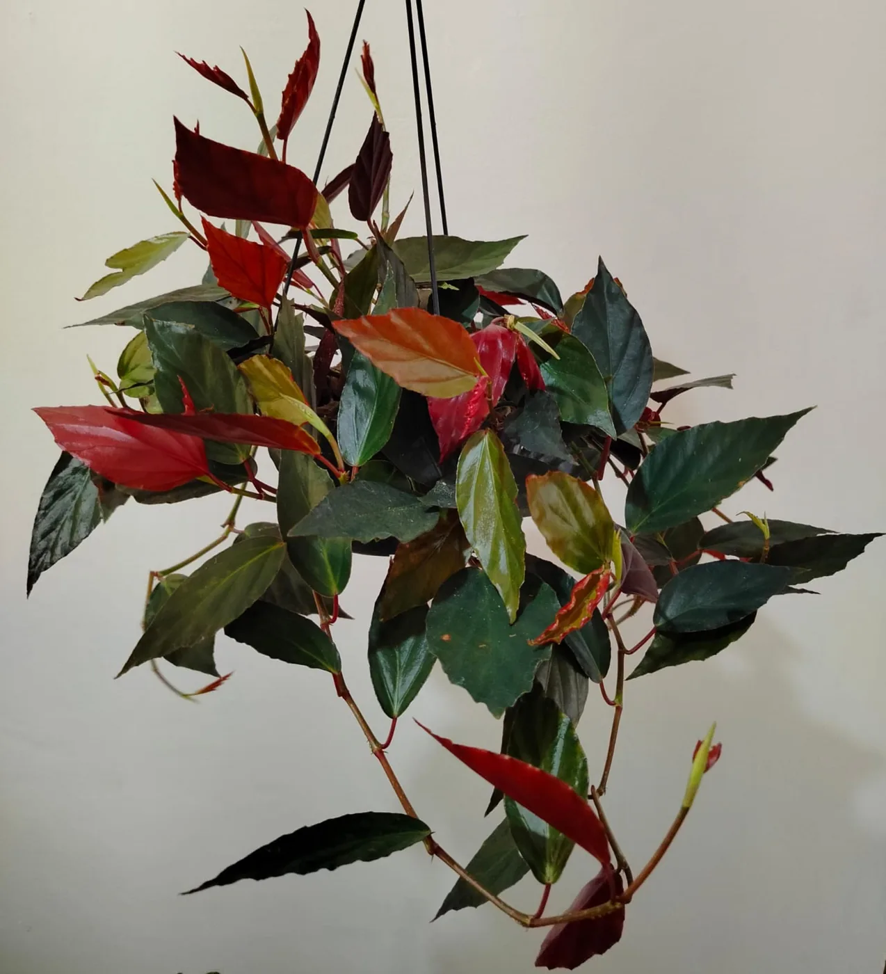 Begônia pendente — Compre Terra