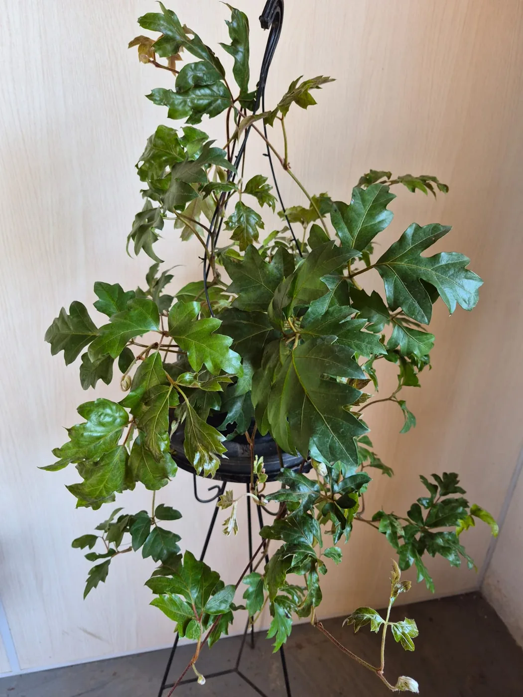 Cissus pendente (uva-do-mato) — Compre Terra