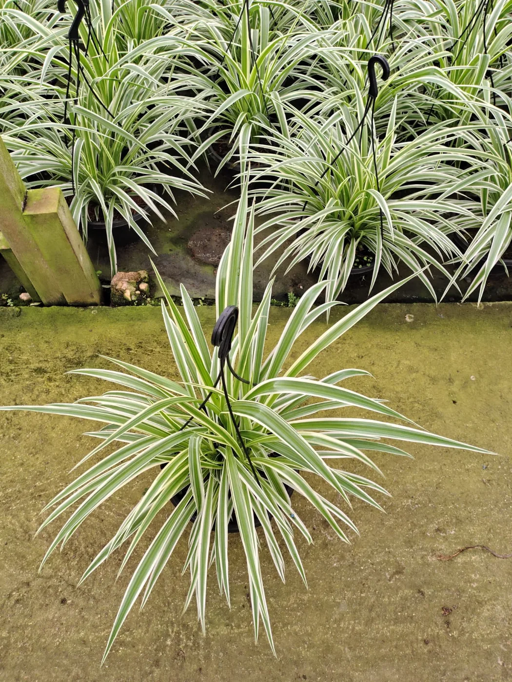 Clorofito (gravatinha) — Compre Terra