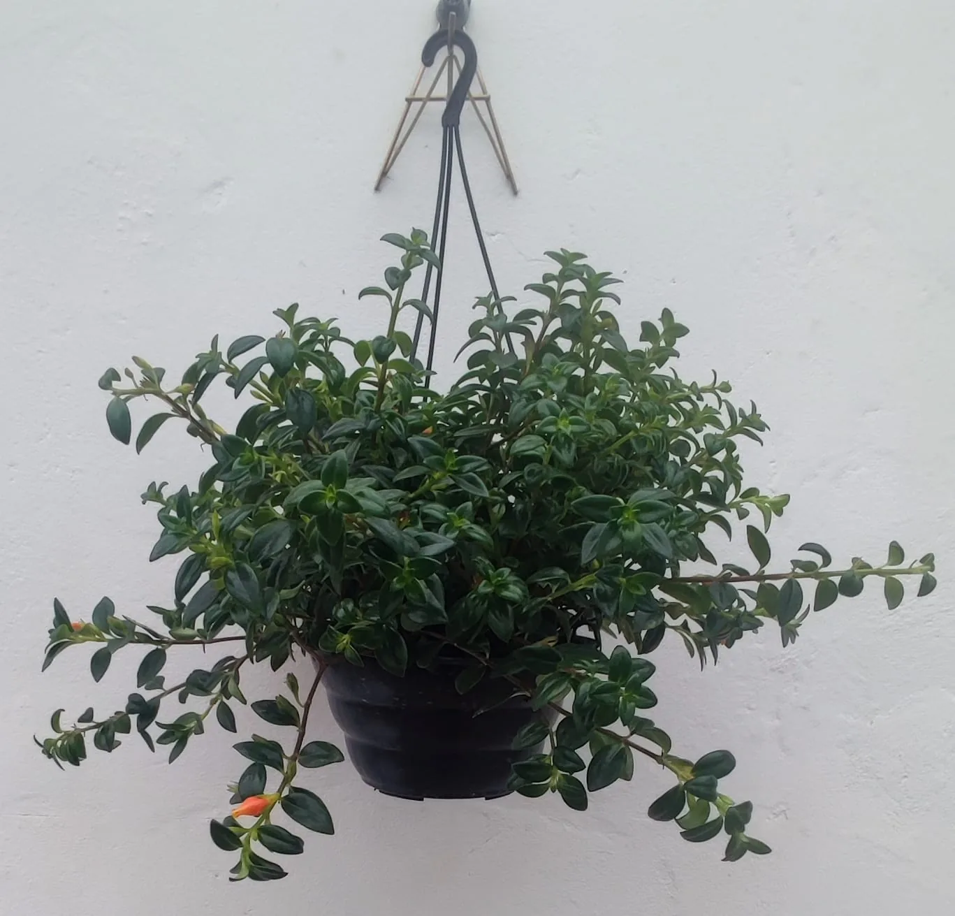 Columéia pendente — Compre Terra