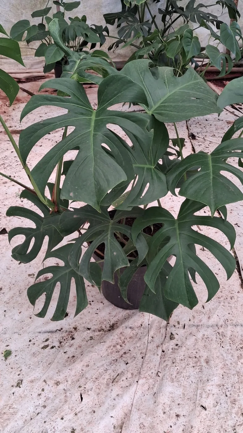 Costela-de-adão (Monstera) — Compre Terra