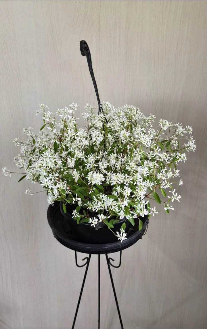 Euphorbia Diamond Frost pendente — Compre Terra